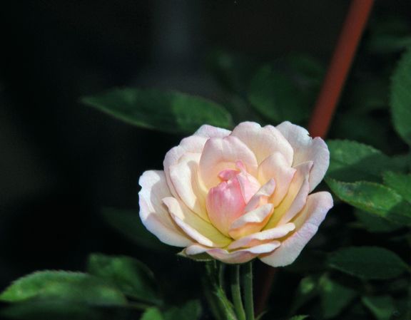 Baby Betsy McCall photo bbmc2013_06180009_zps40c2be9f-1.jpg